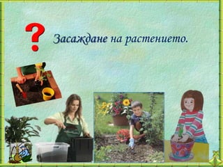 Засаждане на растението.
 