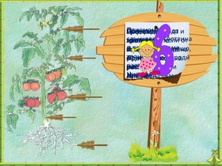 Приемаме вода
Провеждамсе от и
Получавам
Изсмуквам
Цъфтим през
слънчевата светлина
цветовете.
пролетта и соли от
минерални
хранителните
и произвеждаме
веществакрие нещо,
В мен се
почвата. от нас
лятото. Чрезкорена
и давам за се на
храната опора роди
растението се
от което ще
Прикрепвам
растението.
ново растение.
растението. към
растението
размножава.
Ние сме…
Аз съм…Аз съм…
земята.
Ние сме…
 