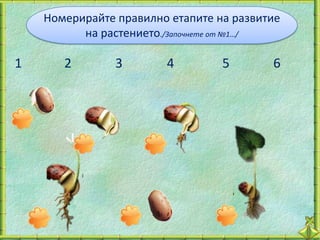Номерирайте правилно етапите на развитие
          на растението./Започнете от №1…/

1      2        3       4         5       6
 