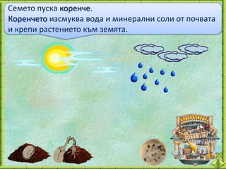Семето пуска коренче.
Коренчето изсмуква вода и минерални соли от почвата
и крепи растението към земята.
 