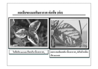 ผลเสีียของมลพิิษอากาศ ตอพืช (ตอ)
                                  ื




ใบพืชเกิด necrosis ที่ขอบใบ เนื่องจาก SO2   ผลกระทบเฉียบพลัน เนื่องจาก SO2 ตอใบถั่วเหลือง
                                            เกิด necrosis
 