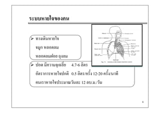 ระบบหายใจของคน

  ทางเดินหายใจ
  จมูก หลอดลม
               ถุงลม
  หลอดลมฝอย ถงลม
  ปอด มีความจุเฉลี่ย 4.7-6 ลิตร
  อัตราการหายใจปกติ 0.5 ลิตร/ครั้ง 12-20 ครั้ง/นาที
  คนเราหายใจประมาณวนละ ลบ.ม./วน
  คนเราหายใจประมาณวันละ 12 ลบ ม /วัน


                                                      6
 