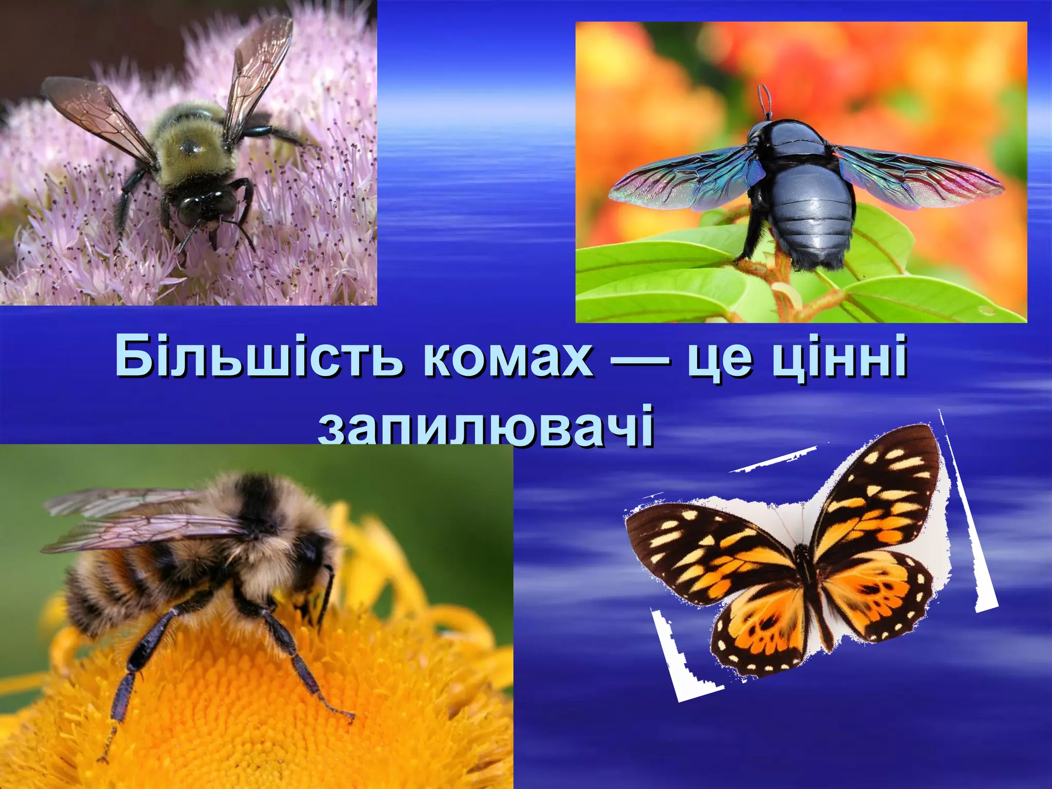 Більшість комах — це цінні
      запилювачі
 