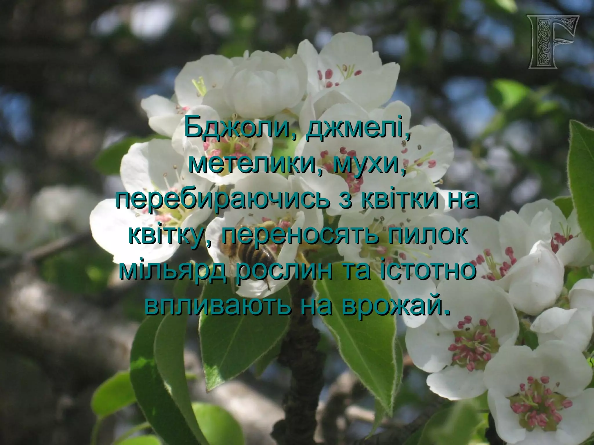 Бджоли, джмелі,
      метелики, мухи,
перебираючись з квітки на
 квітку, переносять пилок
мільярд рослин та істотно
  впливають на врожай.
 