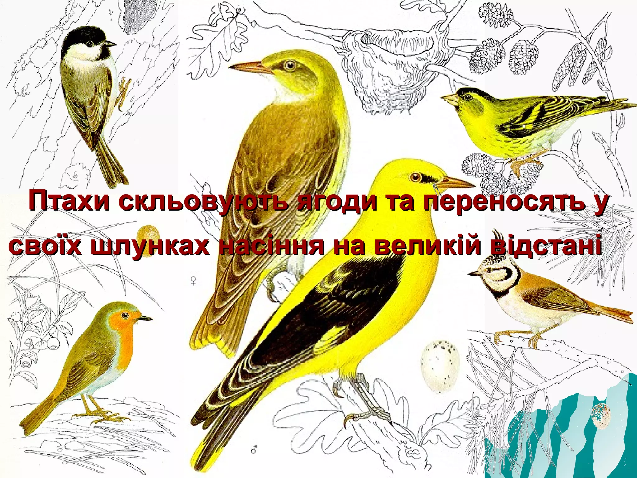 Птахи скльовують ягоди та переносять у
своїх шлунках насіння на великій відстані
 