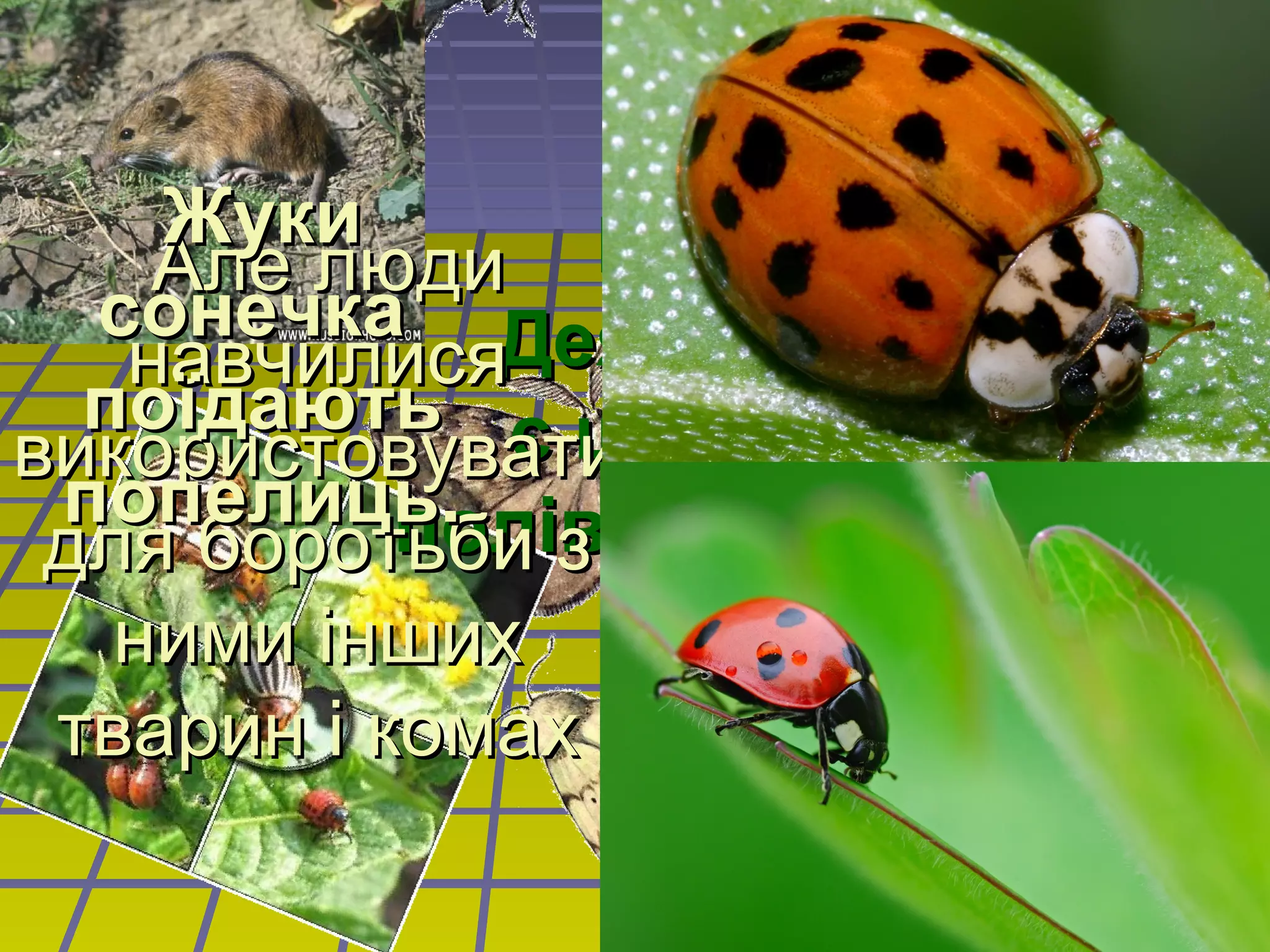 Жуки
    Але люди Водночас
  сонечка Деякі тварини
   навчилися
  поїдають є шкідниками
використовувати
 попелиць.
 для боротьби з , садів, лісів.
           полів
   ними інших
 тварин і комах
 