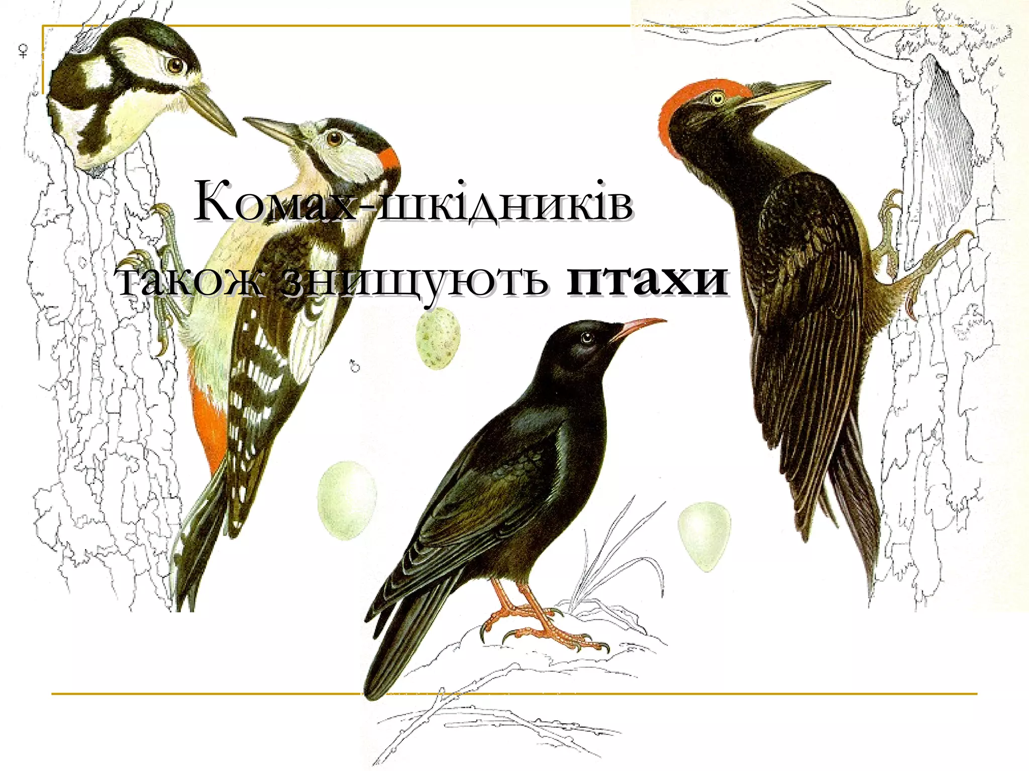 Комах-шкідників
також знищують птахи
 