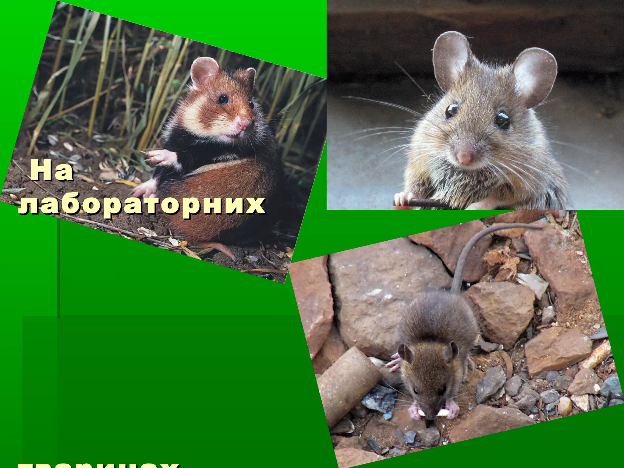 На
лабораторних
 