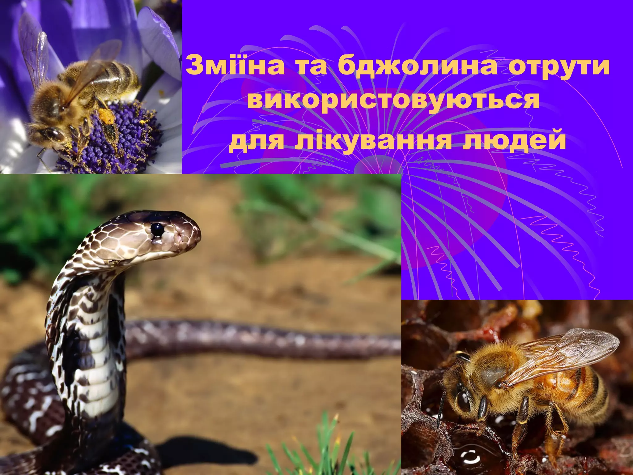Зміїна та бджолина отрути
    використовуються
  для лікування людей
 