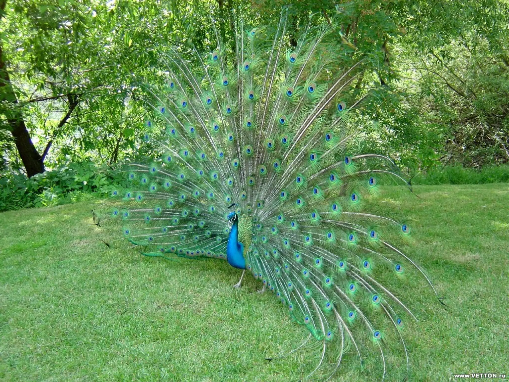 Дек
   ор а
 тва   тив
    рин ні
        и



                     ть
                  ую
              ар ям
             д
               люд чну
                   ти
                 те оду
              ес ол
               н ас
 