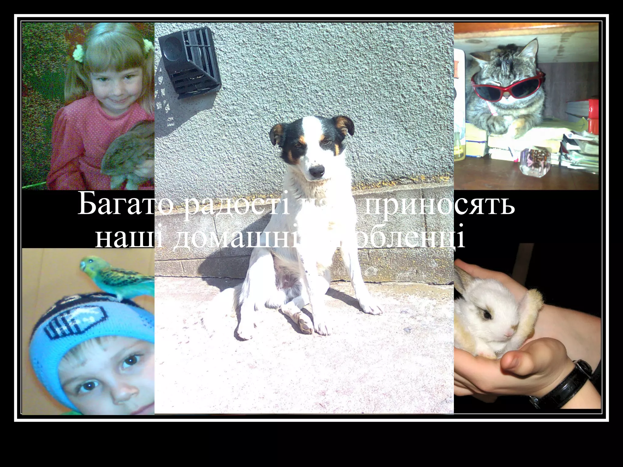 Багато радості нам приносять
 наші домашні улюбленці
 