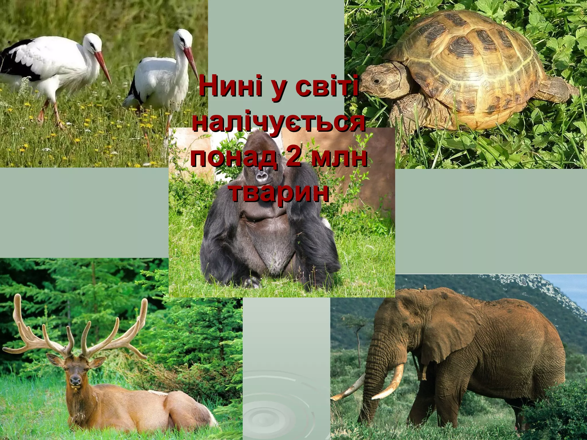 Нині у світі
налічується
понад 2 млн
  тварин
 