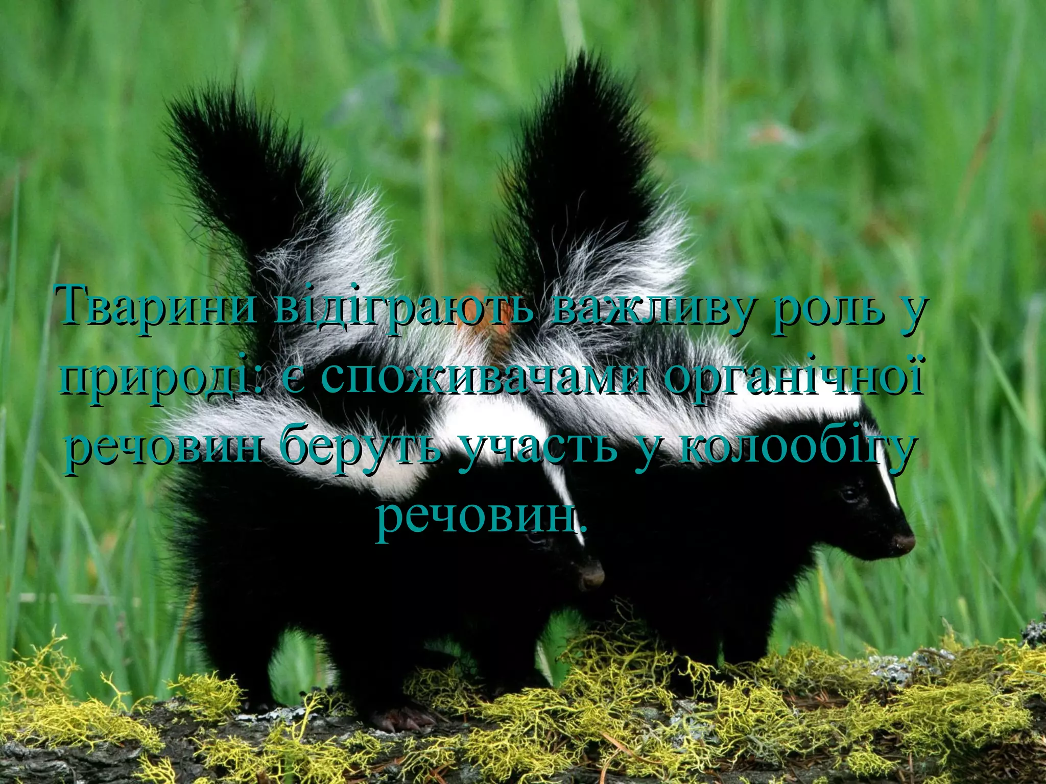 Тварини відіграють важливу роль у
природі: є споживачами органічної
речовин беруть участь у колообігу
             речовин.
 