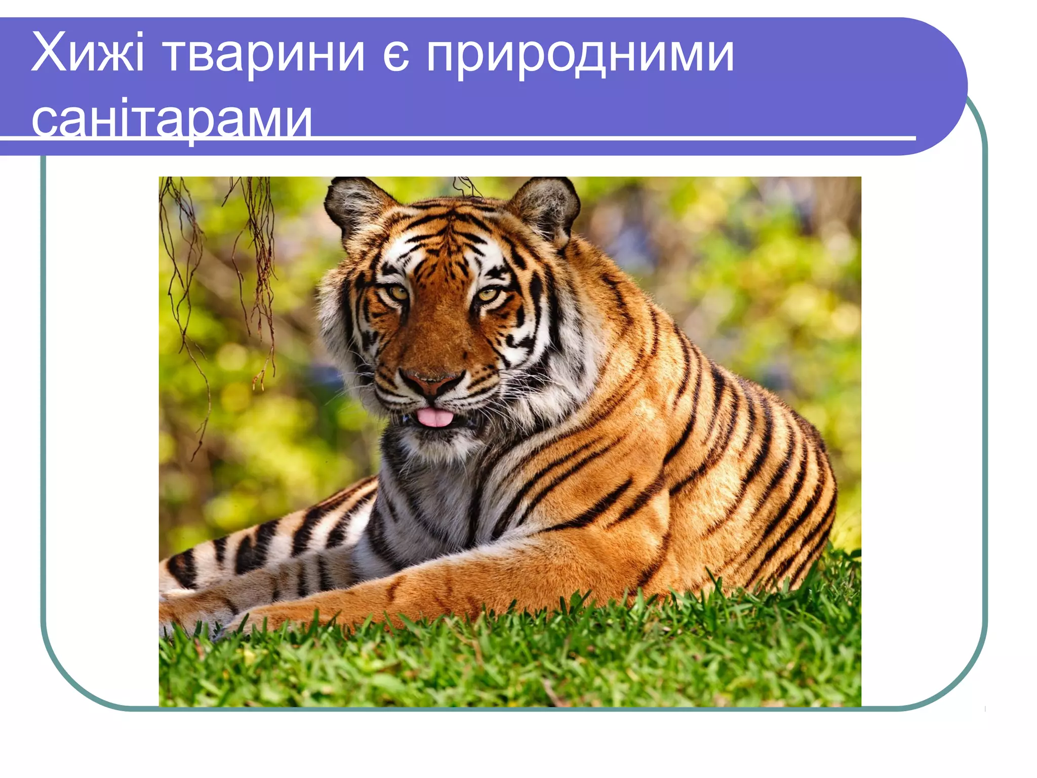 Хижі тварини є природними
санітарами
 