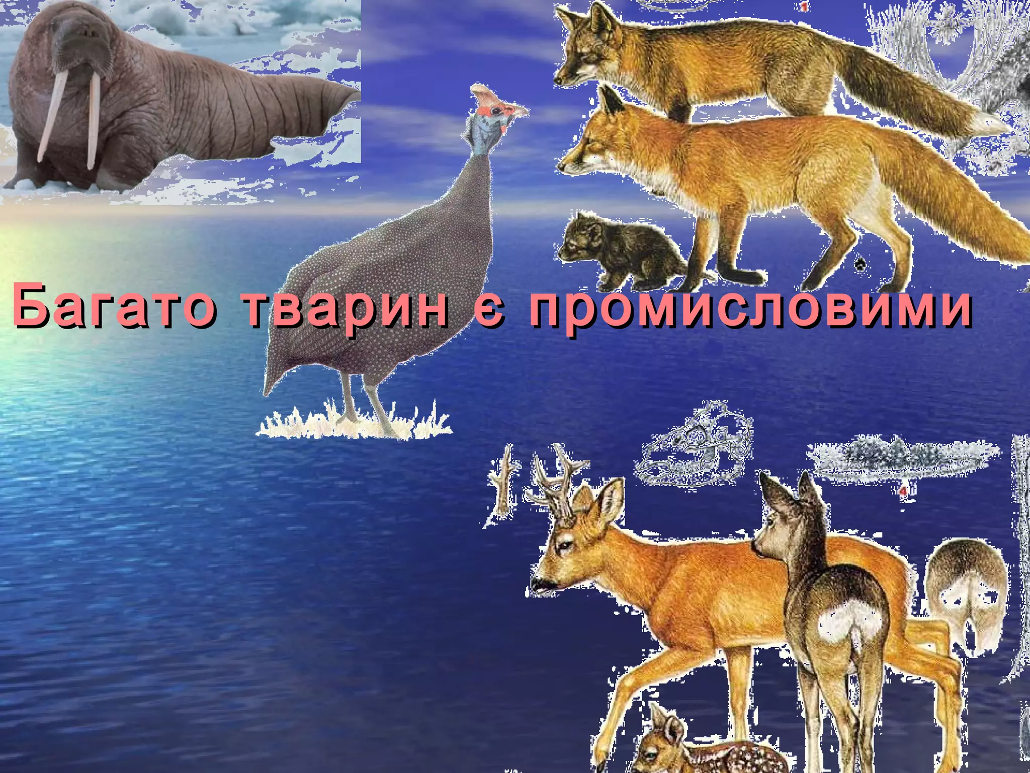 Багато тварин є промисловими
 