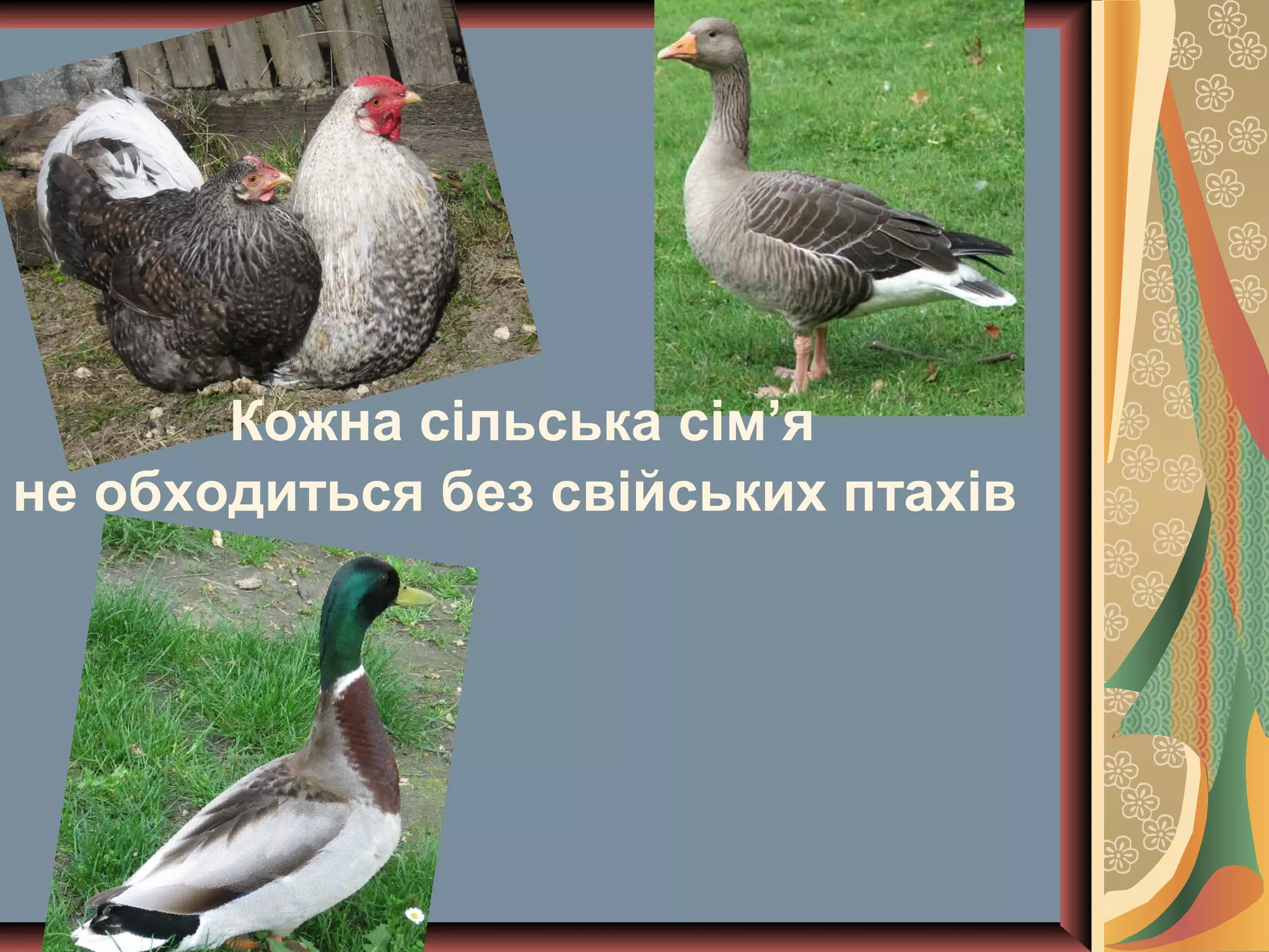 Кожна сільська сім’я
не обходиться без свійських птахів
 
