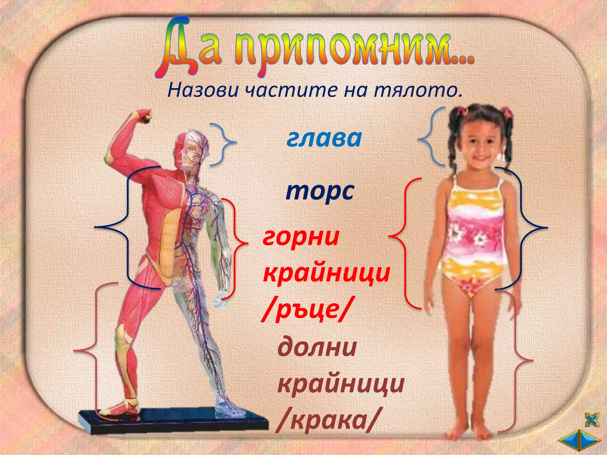 Назови частите на тялото.

          глава
         торс
        горни
        крайници
        /ръце/
         долни
         крайници
         /крака/
 