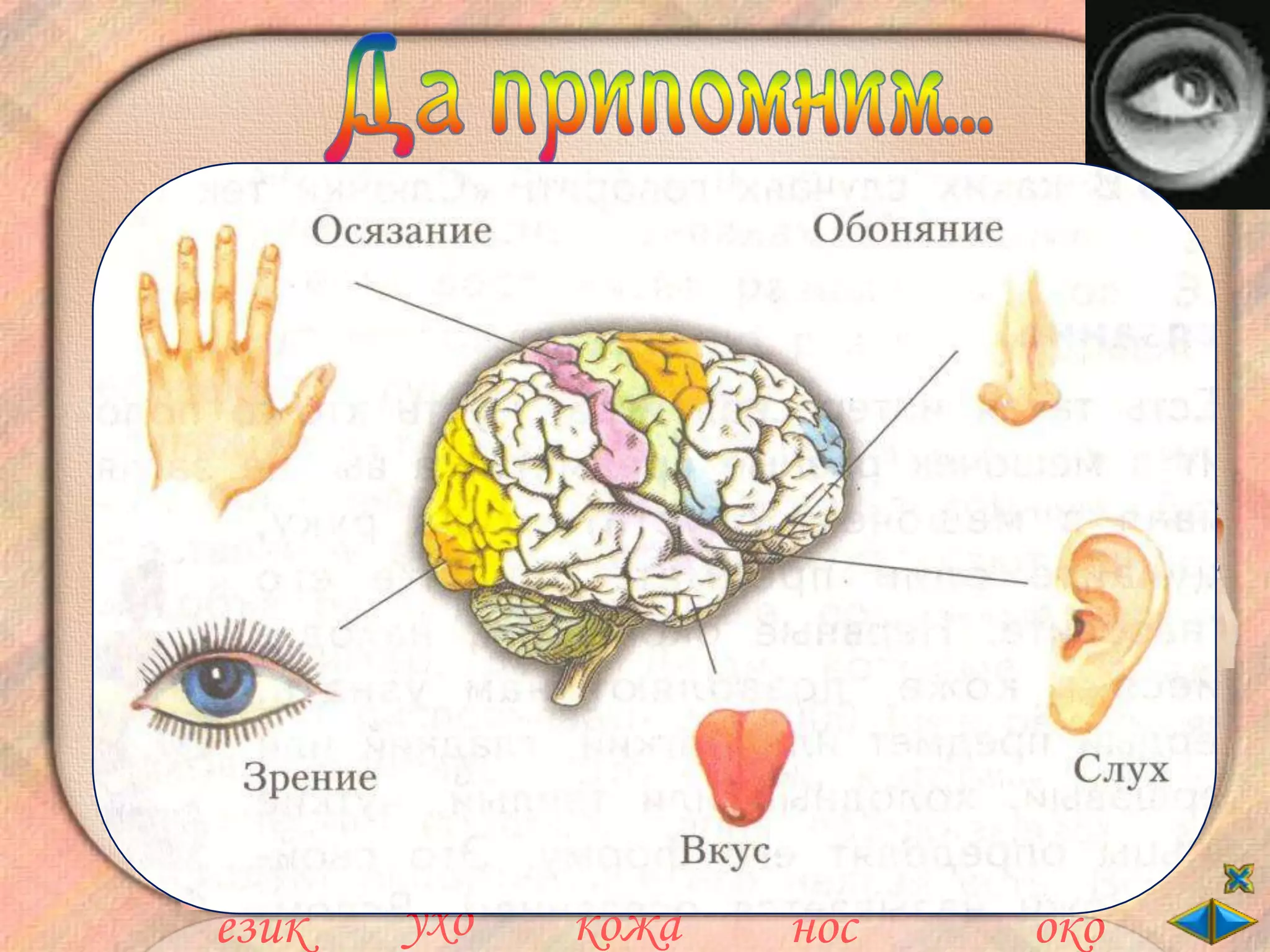 Свържи петте сетива така, че да е вярно.

осезание   вкус    зрение   слух     обоняние




    език    ухо    кожа     нос        око
 