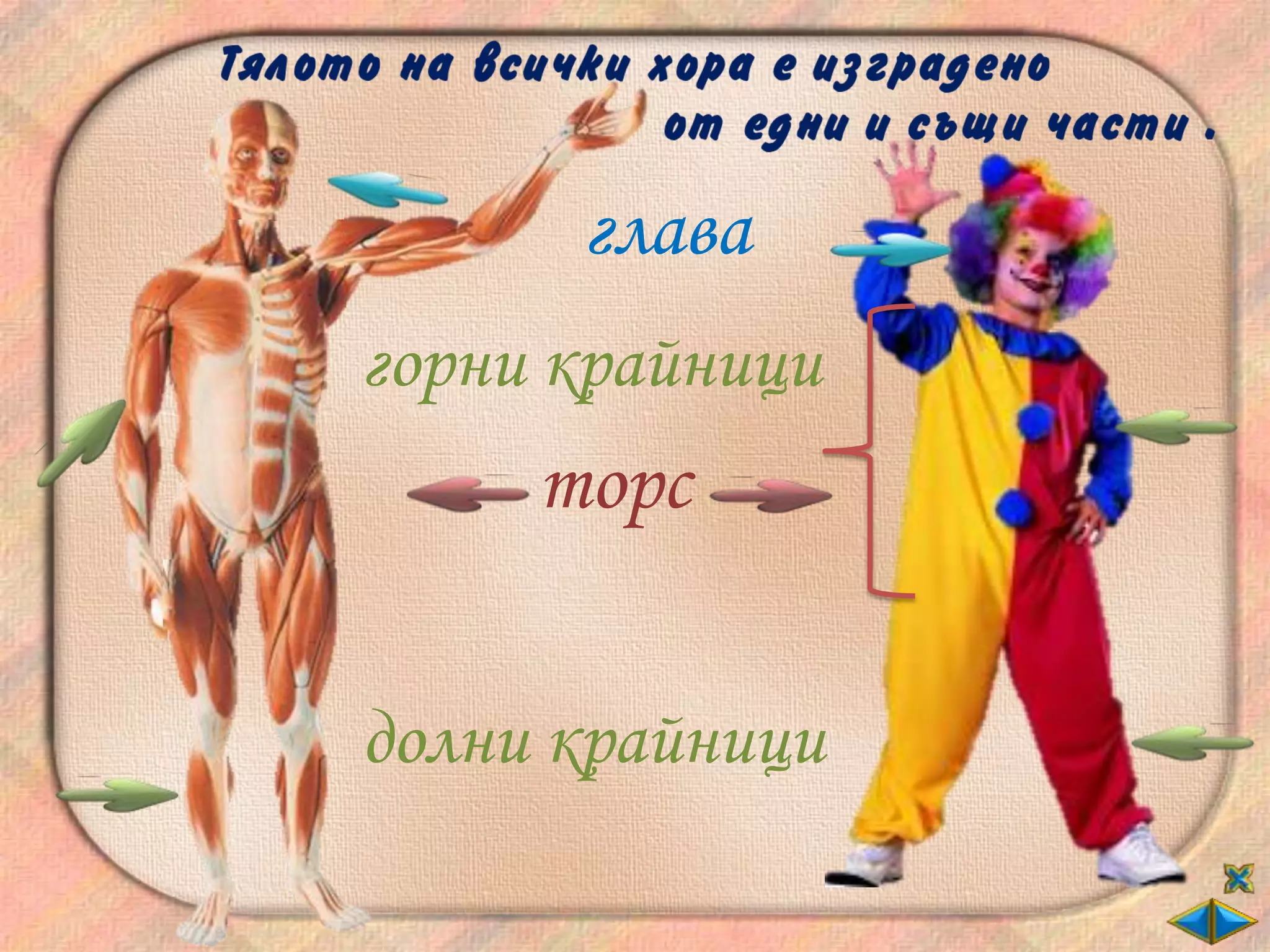 глава
горни крайници
     торс


долни крайници
 