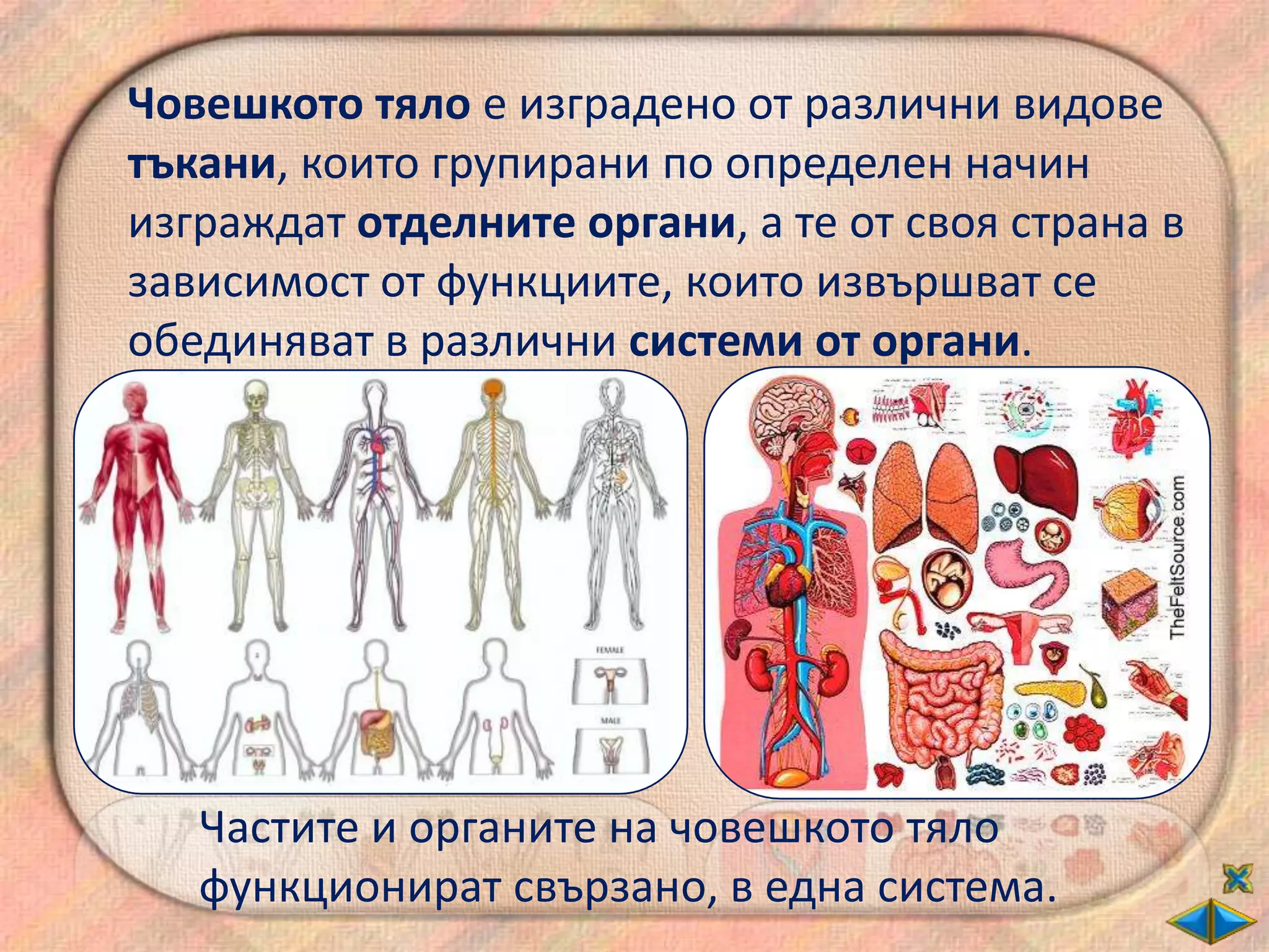 Човешкото тяло е изградено от различни видове
тъкани, които групирани по определен начин
изграждат отделните органи, а те от своя страна в
зависимост от функциите, които извършват се
обединяват в различни системи от органи.




   Частите и органите на човешкото тяло
   функционират свързано, в една система.
 