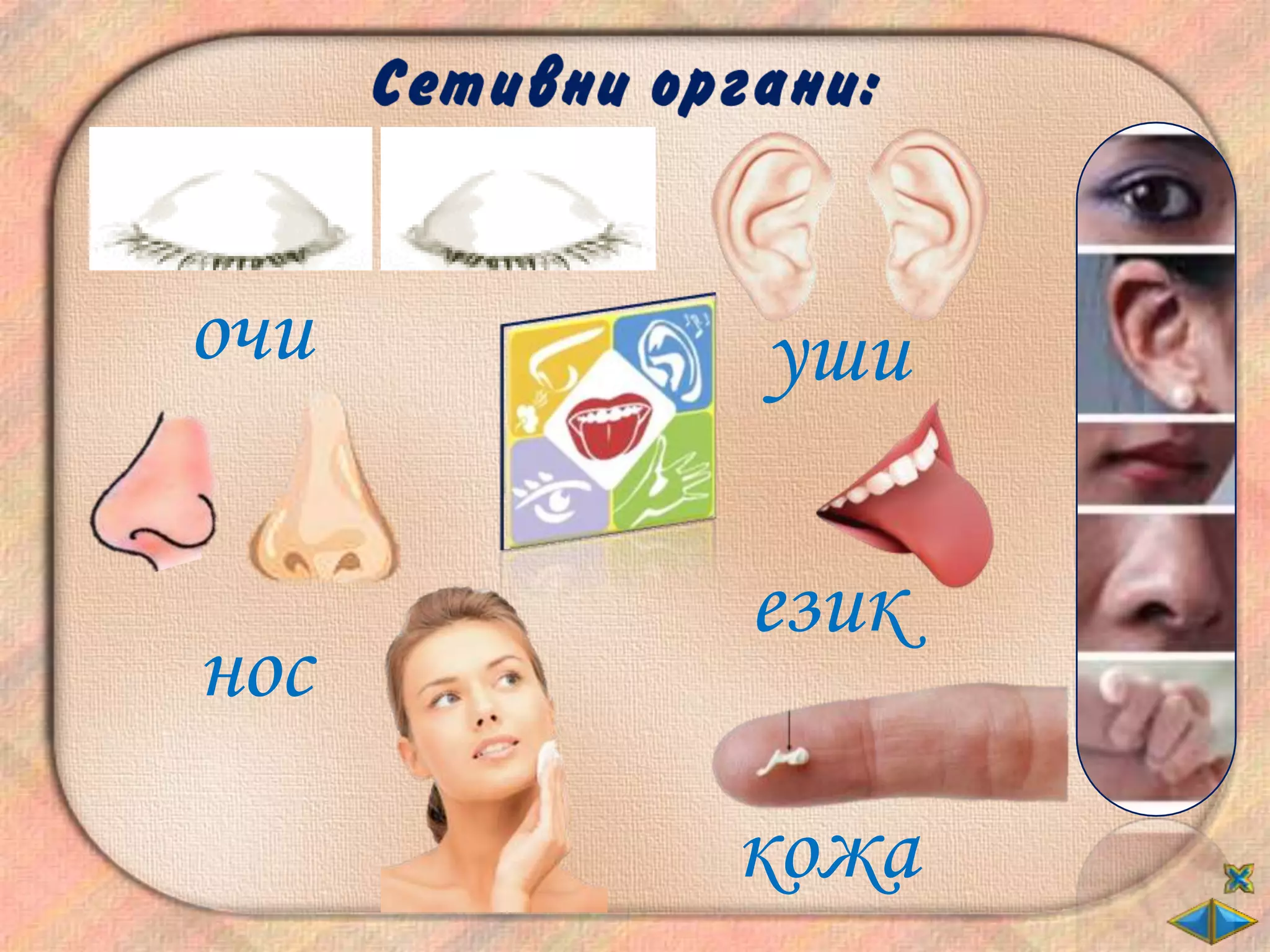 очи   уши

      език
нос
      кожа
 