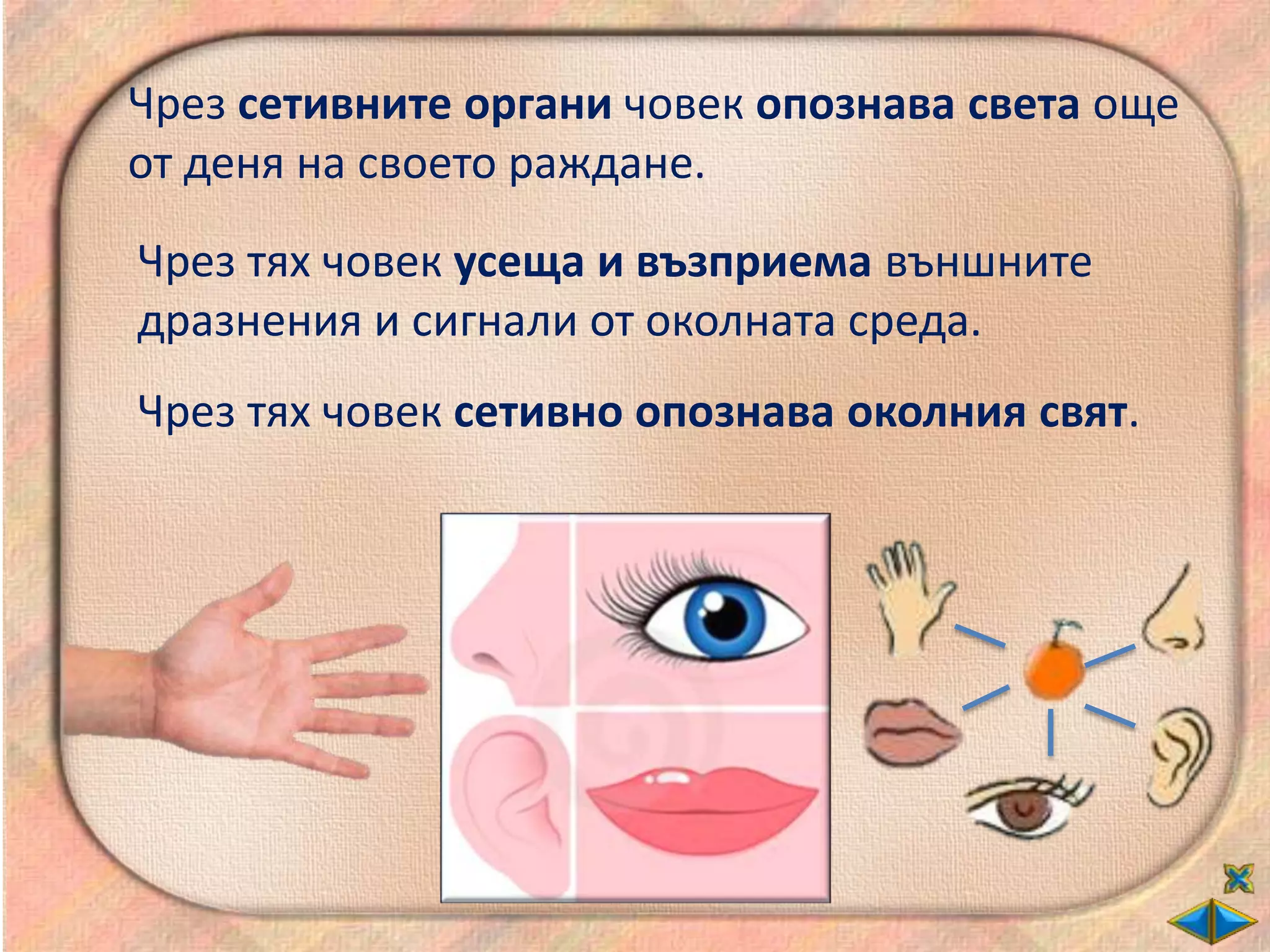 Чрез сетивните органи човек опознава света още
от деня на своето раждане.
Чрез тях човек усеща и възприема външните
дразнения и сигнали от околната среда.
Чрез тях човек сетивно опознава околния свят.
 