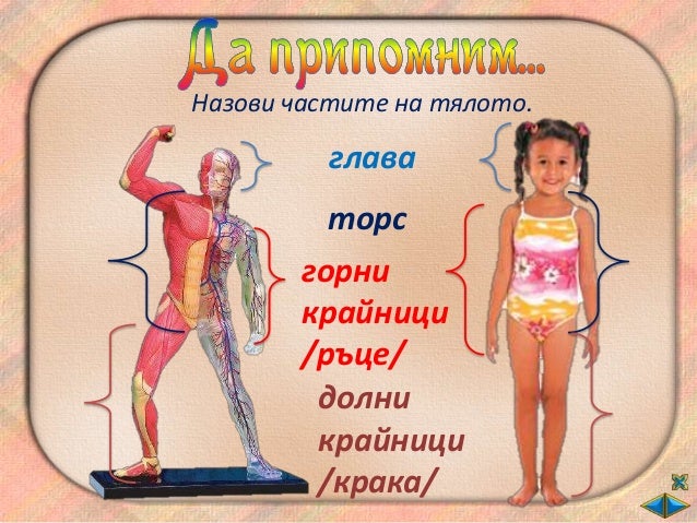 Човешкото тяло - ОС - 2 клас - В.П.