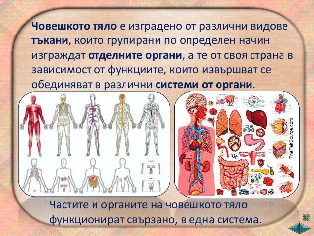 Човешкото тяло - ОС - 2 клас - В.П.