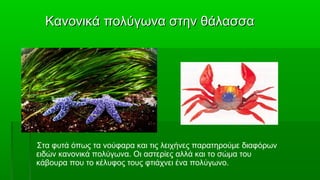 Κανονικά πολύγωνα στην θάλασσα




Στα φυτά όπως τα νούφαρα και τις λειχήνες παρατηρούμε διαφόρων
ειδών κανονικά πολύγωνα. Οι αστερίες αλλά και το σώμα του
κάβουρα που το κέλυφος τους φτιάχνει ένα πολύγωνο.
 