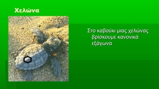 Χελώνα


         Στο καβούκι μιας χελώνας
           βρίσκουμε κανονικά
           εξάγωνα
 