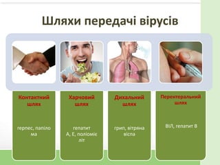 Шляхи передачі вірусів
Контактний
шлях
герпес, папіло
ма
Харчовий
шлях
гепатит
А, Е, поліоміє
літ
Дихальний
шлях
грип, вітряна
віспа
Перентеральний
шлях
ВІЛ, гепатит В
 