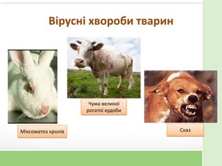 Вірусні хвороби тварин
Чума великої
рогатої худоби
СказМіксоматоз кролів
 