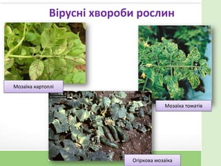 Вірусні хвороби рослин
Мозаїка томатів
Огіркова мозаїка
Мозаїка картоплі
 
