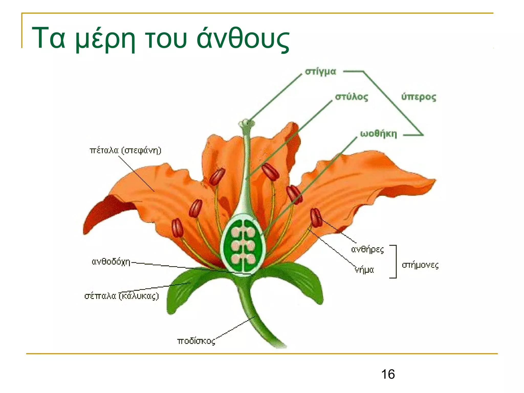 16
Τα μέρη του άνθους
 