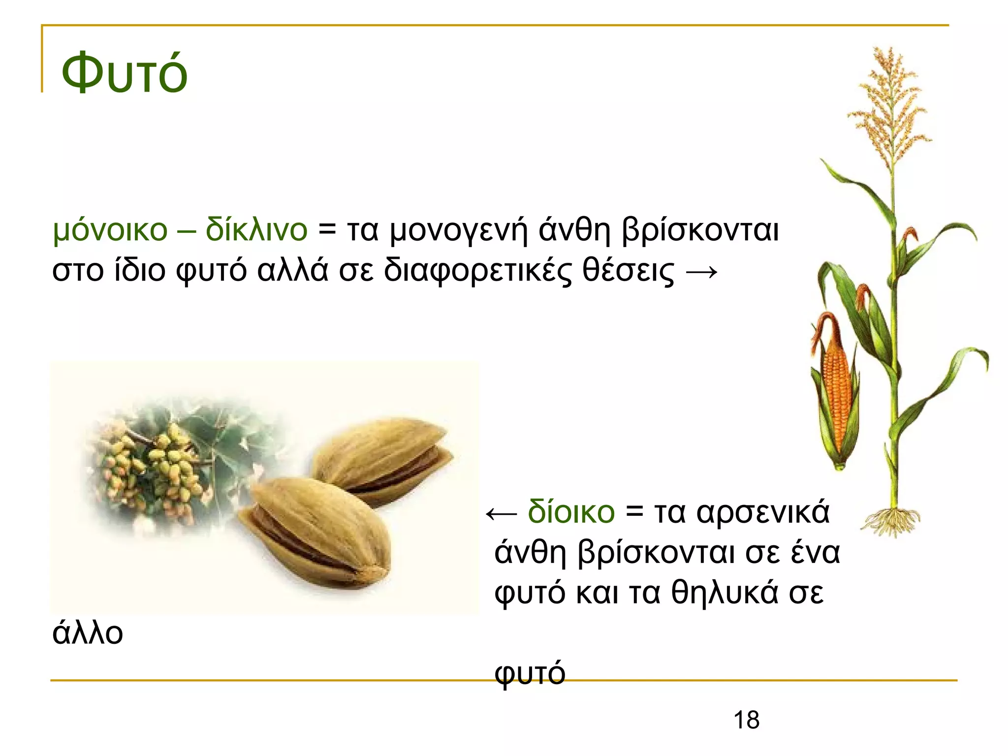 18
Φυτό
μόνοικο – δίκλινο = τα μονογενή άνθη βρίσκονται
στο ίδιο φυτό αλλά σε διαφορετικές θέσεις →
← δίοικο = τα αρσενικά
άνθη βρίσκονται σε ένα
φυτό και τα θηλυκά σε
άλλο
φυτό
 