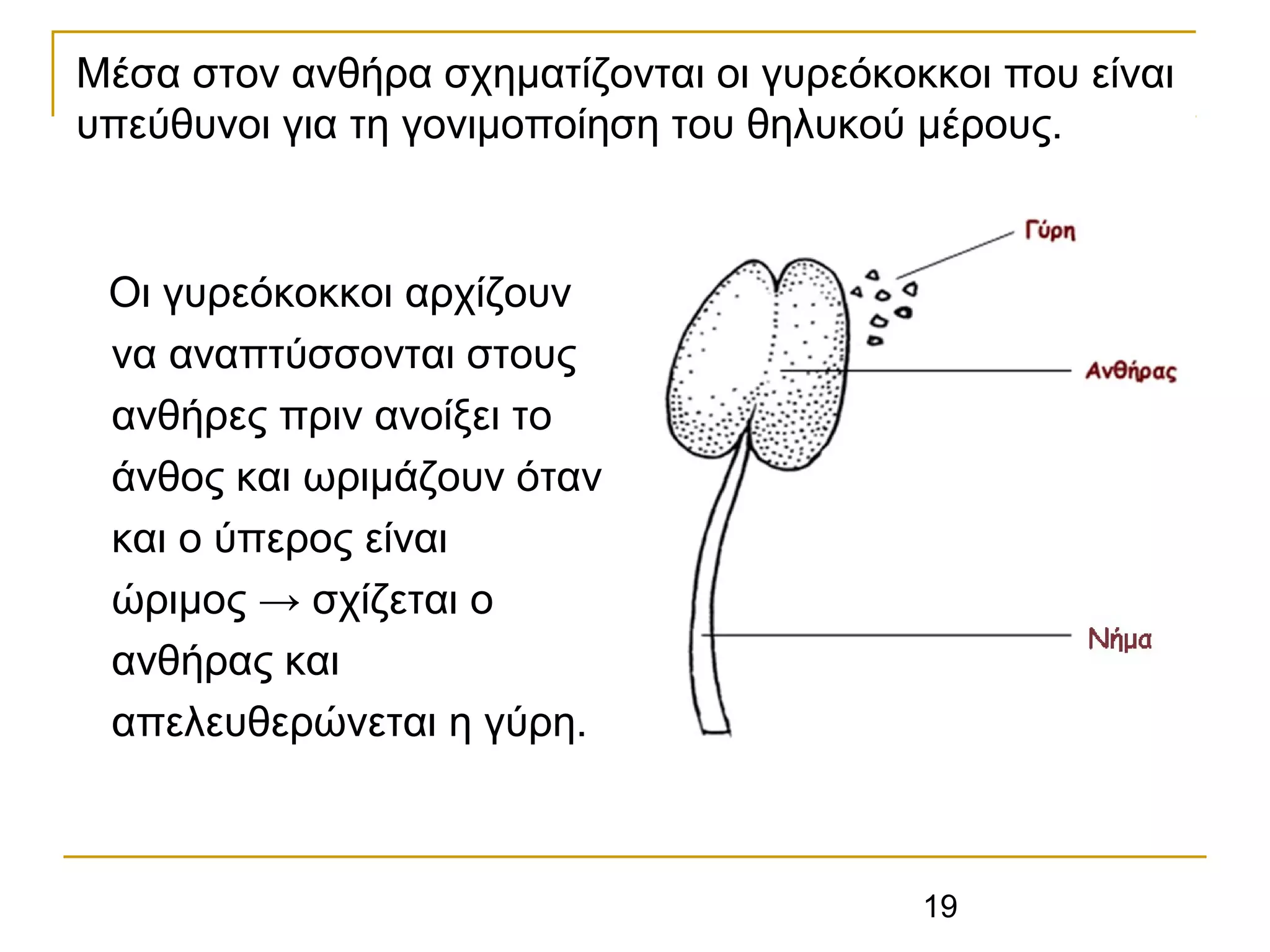 19
Μέσα στον ανθήρα σχηματίζονται οι γυρεόκοκκοι που είναι
υπεύθυνοι για τη γονιμοποίηση του θηλυκού μέρους.
Οι γυρεόκοκκοι αρχίζουν
να αναπτύσσονται στους
ανθήρες πριν ανοίξει το
άνθος και ωριμάζουν όταν
και ο ύπερος είναι
ώριμος → σχίζεται ο
ανθήρας και
απελευθερώνεται η γύρη.
 