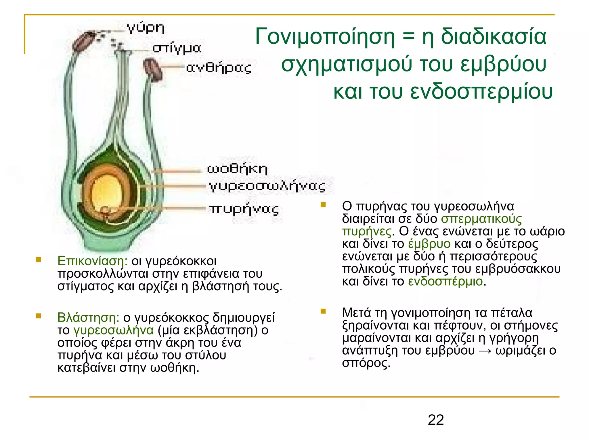 22
Γονιμοποίηση = η διαδικασία
σχηματισμού του εμβρύου
και του ενδοσπερμίου
 Επικονίαση: οι γυρεόκοκκοι
προσκολλώνται στην επιφάνεια του
στίγματος και αρχίζει η βλάστησή τους.
 Βλάστηση: ο γυρεόκοκκος δημιουργεί
το γυρεοσωλήνα (μία εκβλάστηση) ο
οποίος φέρει στην άκρη του ένα
πυρήνα και μέσω του στύλου
κατεβαίνει στην ωοθήκη.
 Ο πυρήνας του γυρεοσωλήνα
διαιρείται σε δύο σπερματικούς
πυρήνες. Ο ένας ενώνεται με το ωάριο
και δίνει το έμβρυο και ο δεύτερος
ενώνεται με δύο ή περισσότερους
πολικούς πυρήνες του εμβρυόσακκου
και δίνει το ενδοσπέρμιο.
 Μετά τη γονιμοποίηση τα πέταλα
ξηραίνονται και πέφτουν, οι στήμονες
μαραίνονται και αρχίζει η γρήγορη
ανάπτυξη του εμβρύου → ωριμάζει ο
σπόρος.
 