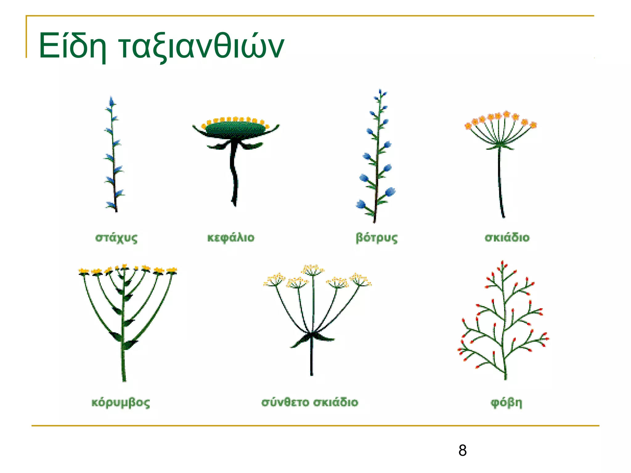 8
Είδη ταξιανθιών
 
