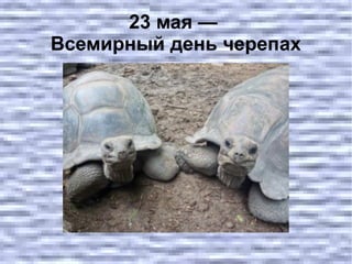 23 мая —
Всемирный день черепах
 