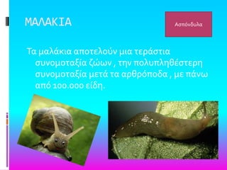 ΜΑΛΑΚΙΑ
Σα μαλϊκια αποτελούν μια τερϊςτια
ςυνομοταξύα ζώων , την πολυπληθϋςτερη
ςυνομοταξύα μετϊ τα αρθρόποδα , με πϊνω
από 100.000 εύδη.
Αςπόνδυλα
 