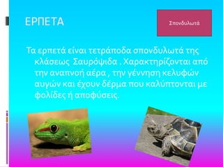 ΕΡΠΕΣΑ
Σα ερπετϊ εύναι τετρϊποδα ςπονδυλωτϊ τησ
κλϊςεωσ ΢αυρόψιδα . Χαρακτηρύζονται από
την αναπνοό αϋρα , την γϋννηςη κελυφών
αυγών και ϋχουν δϋρμα που καλύπτονται με
φολύδεσ ό αποφύςεισ.
΢πονδυλωτϊ
 