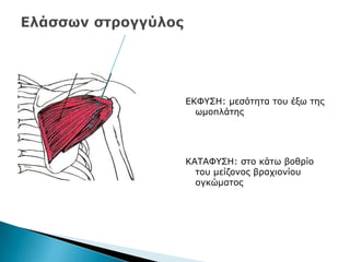 ΔΘΦ΢ΠΖ: κεζφηεηα ηνπ έμσ ηεο
σκνπιάηεο
ΘΑΡΑΦ΢ΠΖ: ζην θάησ βνζξίν
ηνπ κείδνλνο βξαρηνλίνπ
νγθψκαηνο
 