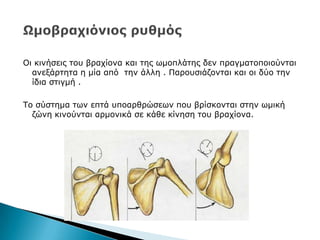 Νη θηλήζεηο ηνπ βξαρίνλα θαη ηεο σκνπιάηεο δελ πξαγκαηνπνηνχληαη
αλεμάξηεηα ε κία απφ ηελ άιιε . Ξαξνπζηάδνληαη θαη νη δχν ηελ
ίδηα ζηηγκή .
Ρν ζχζηεκα ησλ επηά ππναξζξψζεσλ πνπ βξίζθνληαη ζηελ σκηθή
δψλε θηλνχληαη αξκνληθά ζε θάζε θίλεζε ηνπ βξαρίνλα.
 