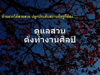 ถ้าอยากได้สวยสวย ปลูกประดับสถานที่หรูก็ต้อง......
 