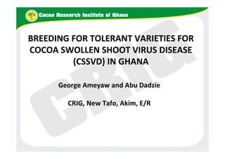 BREEDING FOR TOLERANT VARIETIES FOR
COCOA SWOLLEN SHOOT VIRUS DISEASE
(CSSVD) IN GHANA
George Ameyaw and Abu Dadzie
CRIG, New Tafo, Akim, E/R
 