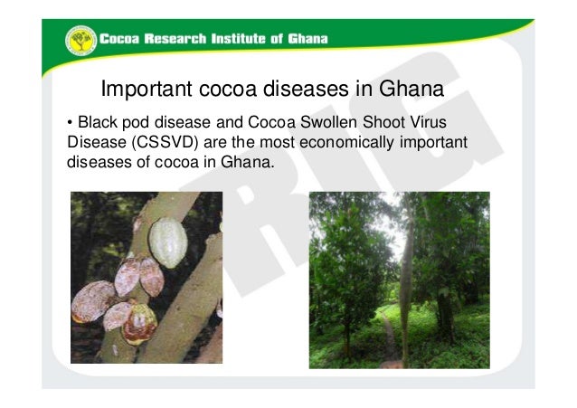 B4FA 2012 Ghana: Cocoa Breeding in Ghana - George Ameyaw image.