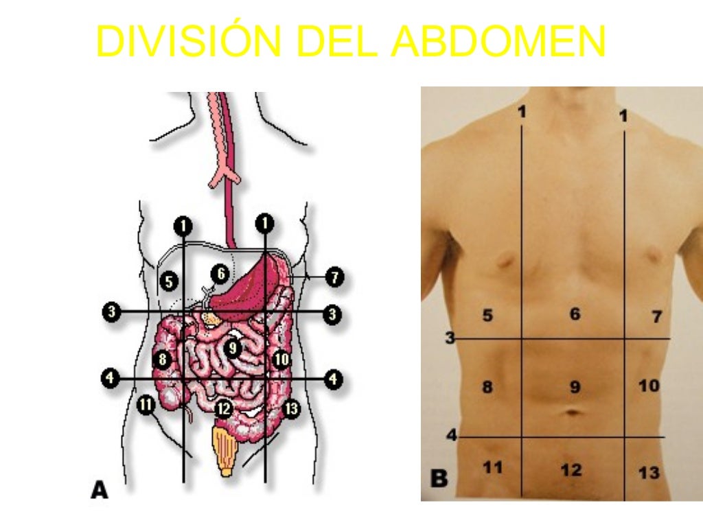 2 Anatomia Quirurgica De Abdomen