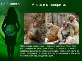 • Резус макак е известна с интелигентността си. Също така
имат невероятна памет, способност да се учат и да вземат
собствени решения.Те използват лицеви изражения, които са
лесно разбираеми от хората. Според изследванията Макаците
и хората имат 93% сходство в ДНК.
А ето и отговорите:На 3 място:
 