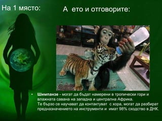 • Шимпанзе - могат да бъдат намерени в тропически гори и
влажната савана на западна и централна Африка.
Те бързо се научават да контактуват с хора, могат да разбират
предназначението на инструменти и имат 98% сходство в ДНК.
А ето и отговорите:На 1 място:
 