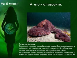 • Гигантски октопод
Това създание живее на дълбините на океана. Всички разновидности
на Главоногите са известни с високия си интелект. В лабораторни
тестове показват краткотрайна и дълготрайна памет. Имат
изключително голяма нервна система.Те са експерти в промъкването
и често са забелязвани в рибарски лодки, да се хранят с плячката им.
А ето и отговорите:На 6 място:
 
